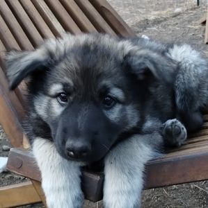 Meet your Posher, Evangeline